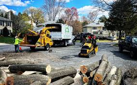 How Our Tree Care Process Works  in  Magna, UT