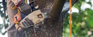 Best Emergency Tree Removal  in Magna, UT