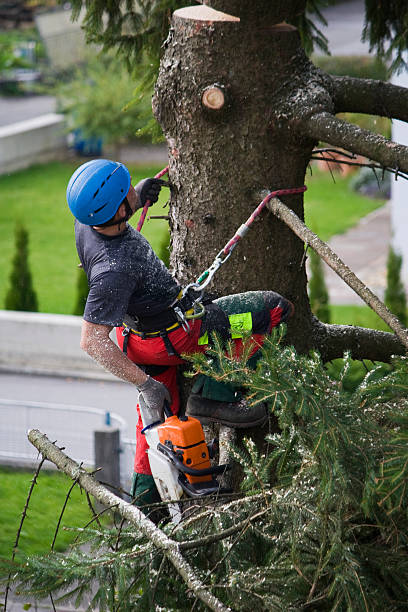 Best Lawn Disease Treatment  in Magna, UT