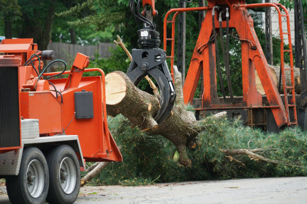 Trusted Magna, UT Tree Care Services Experts