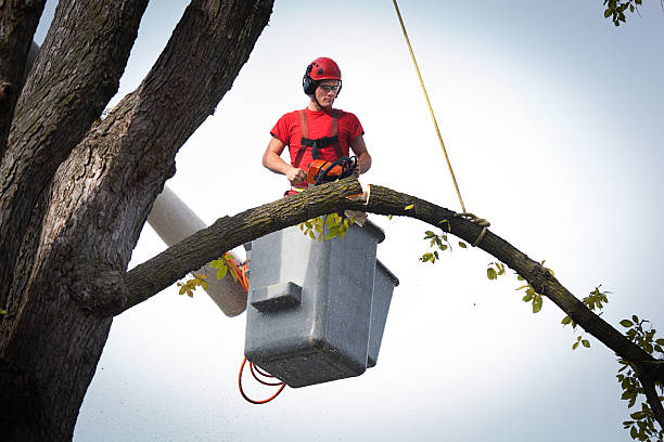 Best Arborist Consultation Services  in Magna, UT