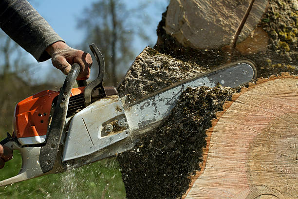 Best Hazardous Tree Removal  in Magna, UT