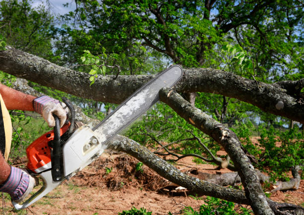 Best Tree Preservation Services  in Magna, UT